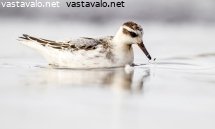 isovesipaasky