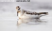 isovesipaasky