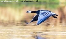 valkoposkihanhi