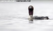 kuikka