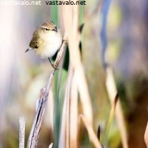 tiltaltti