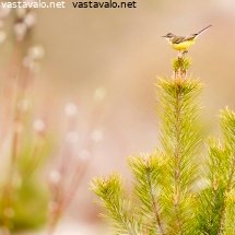 keltavastarakki