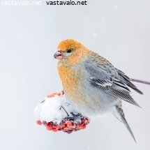 taviokuurna