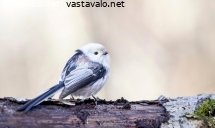 pyrstotiainen