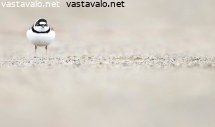 pikkutylli