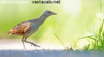 ruisraakka