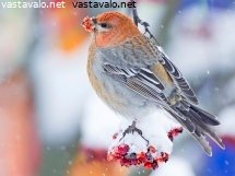 taviokuurna