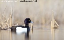 tukkasotka
