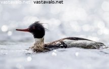 tukkakoskelo