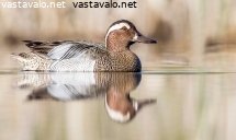 heinatavi