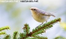 tiltaltti