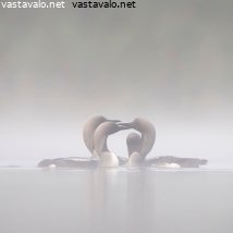 kuikat