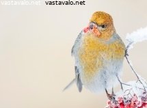 taviokuurna