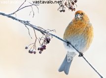 taviokuurna