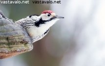 valkoselkatikka