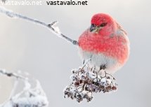 taviokuurna