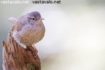 peukaloinen