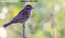 pajusirkku