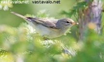 pajulintu