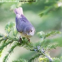 pajulintu
