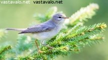 pajulintu
