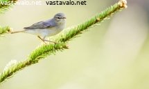pajulintu