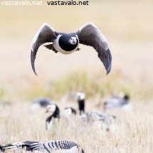 valkoposkihanhi