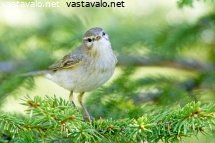 pajulintu