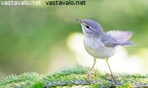 pajulintu