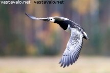 valkoposkihanhi