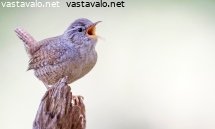peukaloinen