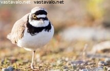 pikkutylli