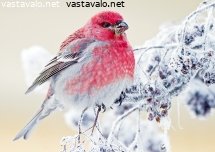 taviokuurna