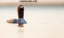 kuikka