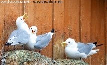 pikkukajavat