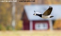 valkoposkihanhi