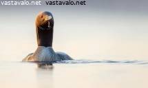kuikka