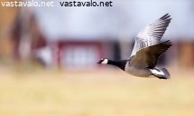 valkoposkihanhi