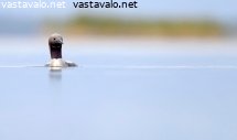 kuikka