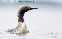 kuikka