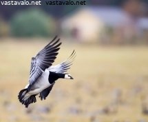 valkoposkihanhi