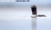 kuikka