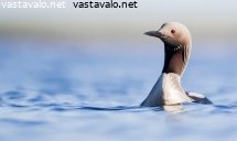 kuikka