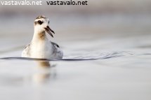 isovesipaasky