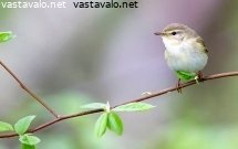 pajulintu
