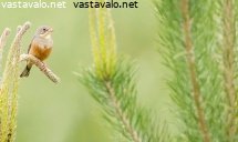 peltosirkku