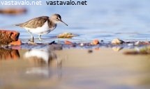 rantasipi