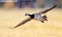 valkoposkihanhi