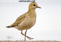 kapustarinta