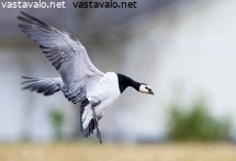 valkoposkihanhi